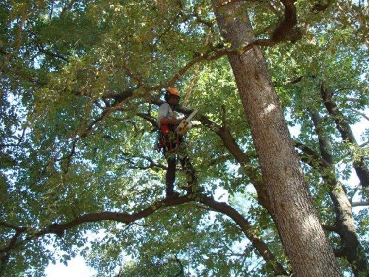 poda-de-seguridad-en-robles-1074301