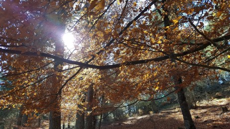 20171126 Hayedo (1.1)